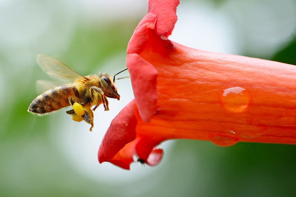 Bee
