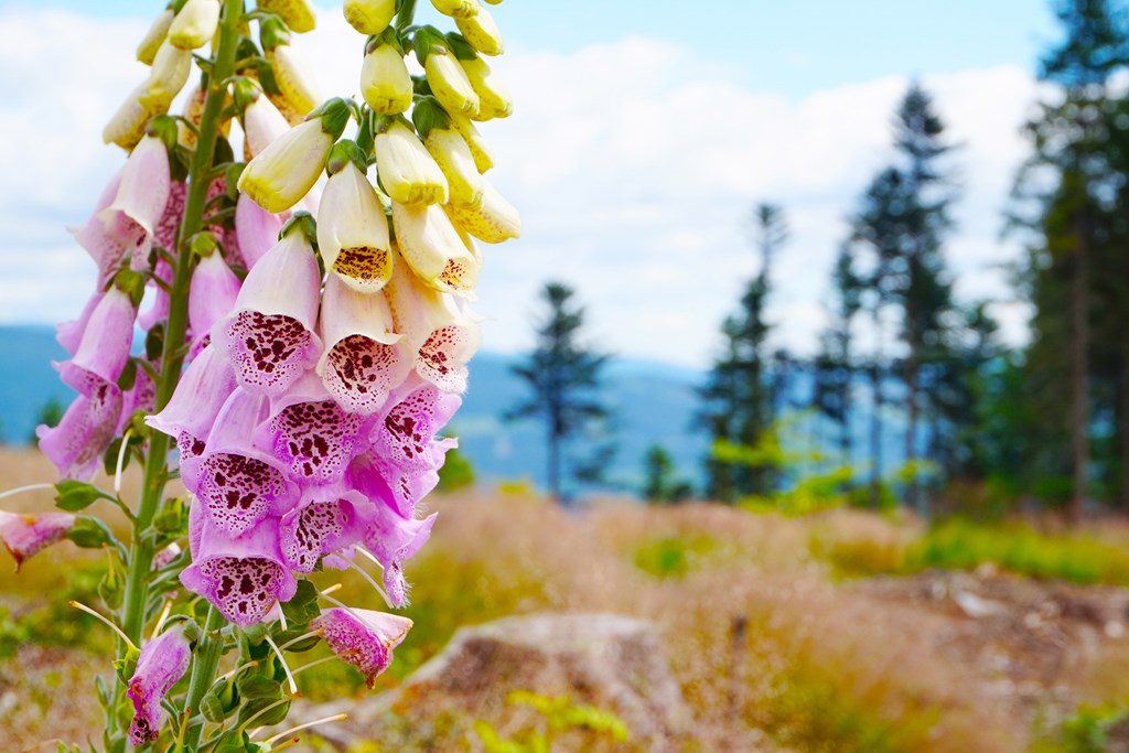 Foxglove