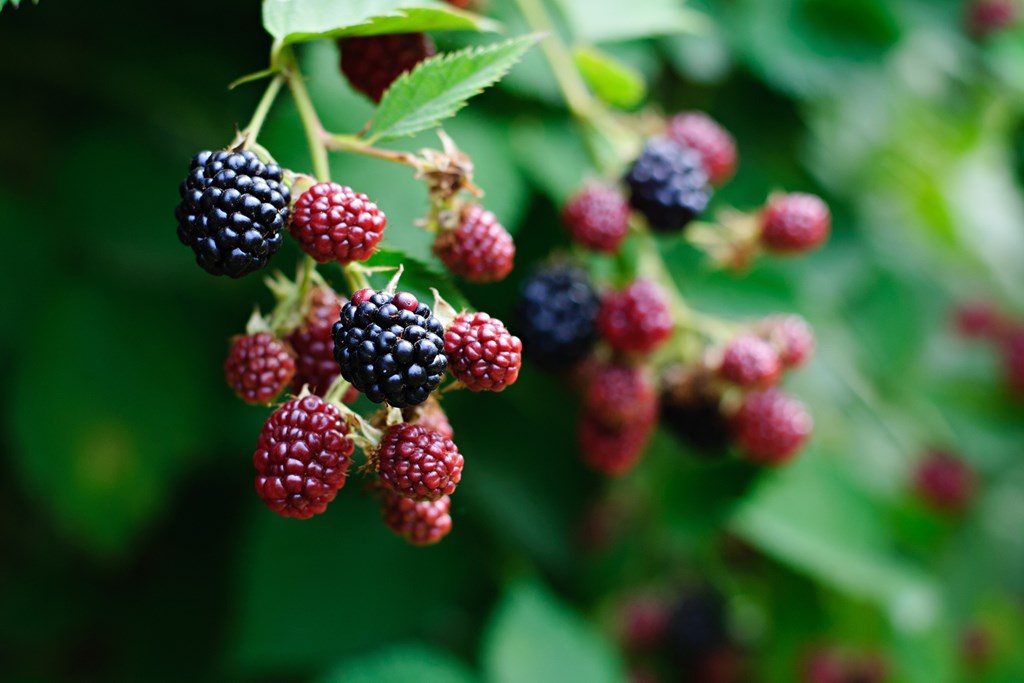 Blackberries