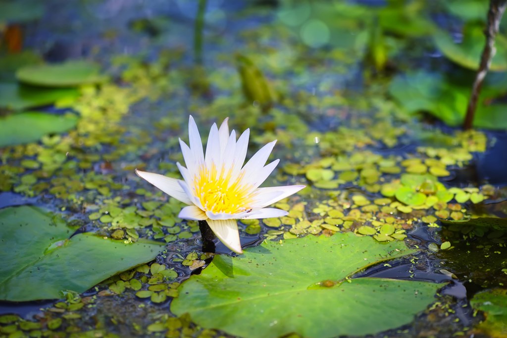 Water Lily