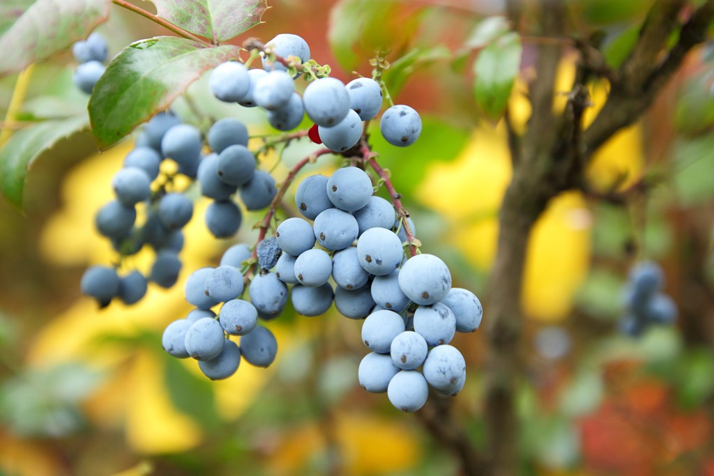 Oregon Grape