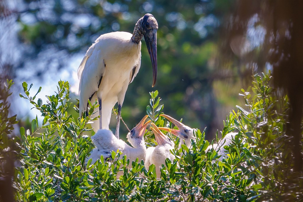 Wood Stork