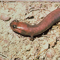 Red Hills Salamander Thumbnail
