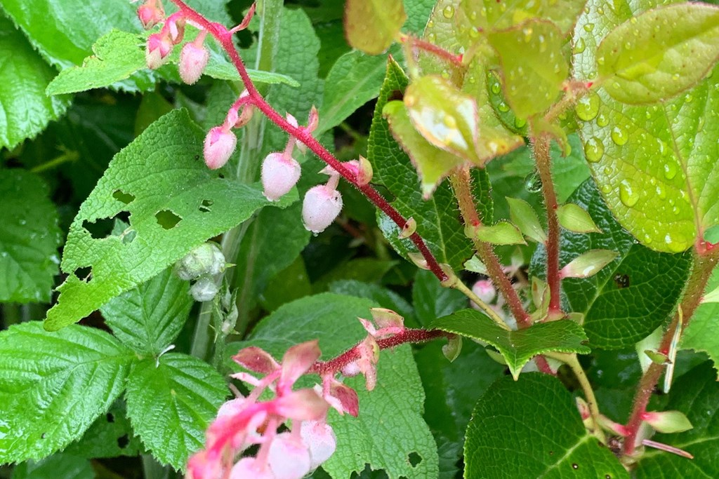 Salal