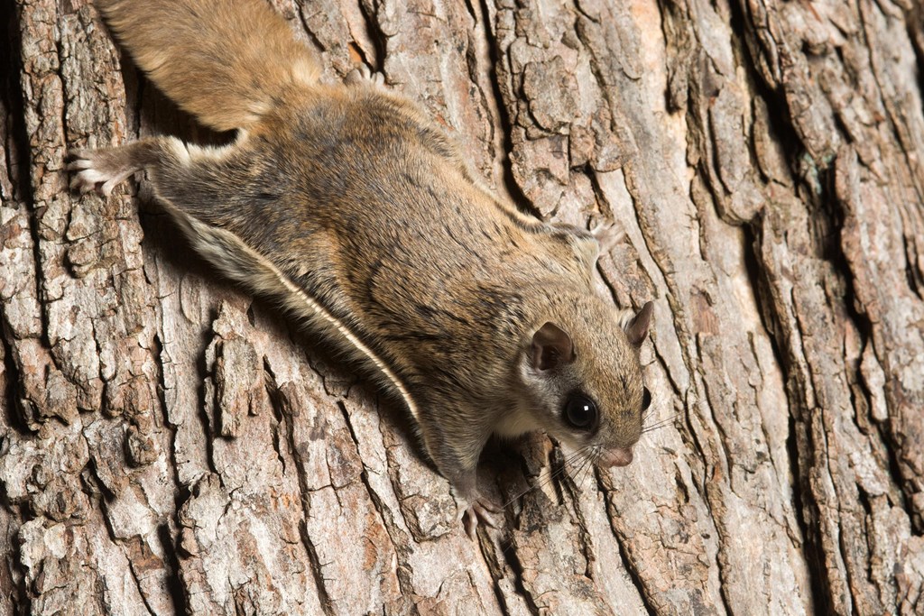 Flying Squirrel