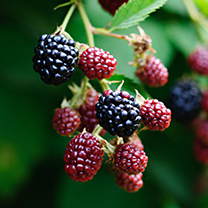 Blackberries Thumbnail