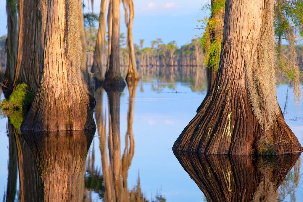 Cypress Trees