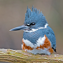Belted Kingfisher Thumbnail