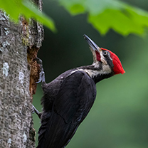 Woodpecker Thumbnail