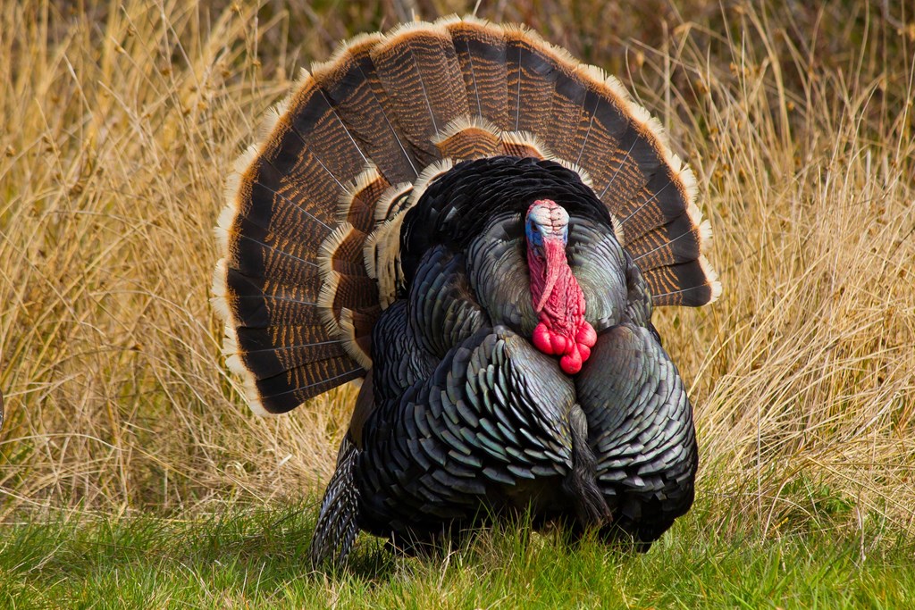 Turkey