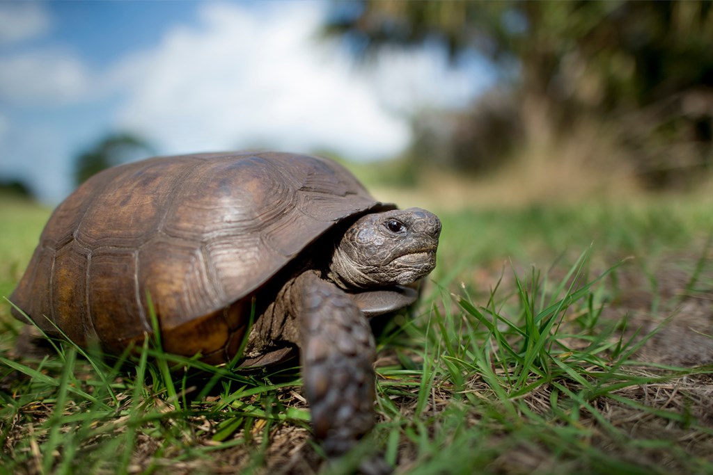 Gohper Tortoise