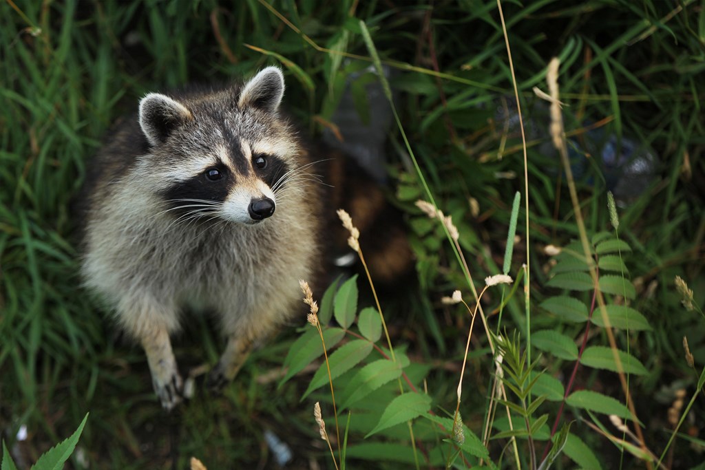 Raccoon