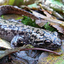 Pacific Giant Salamander Thumbnail