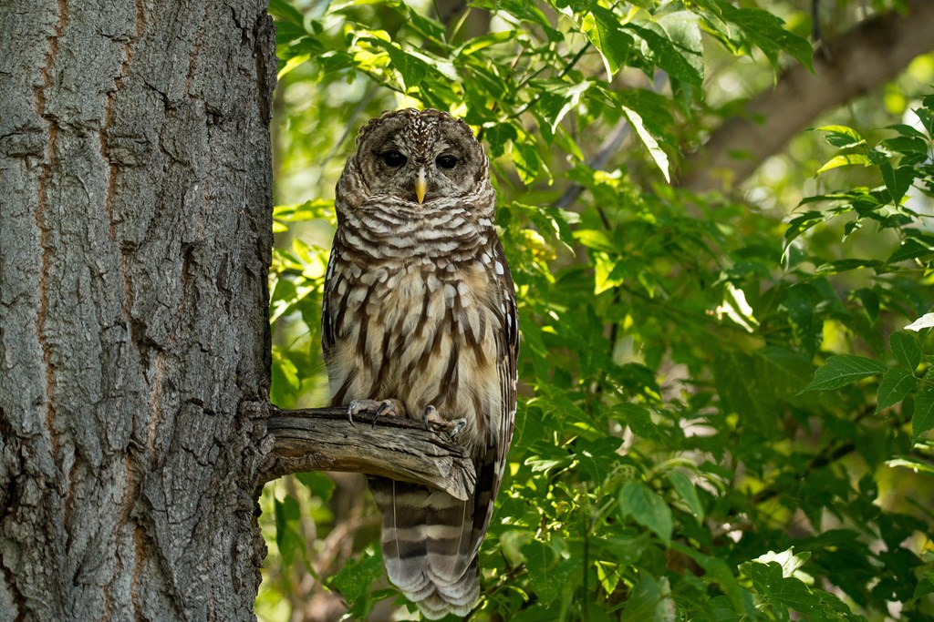 Northern Spotted Owl