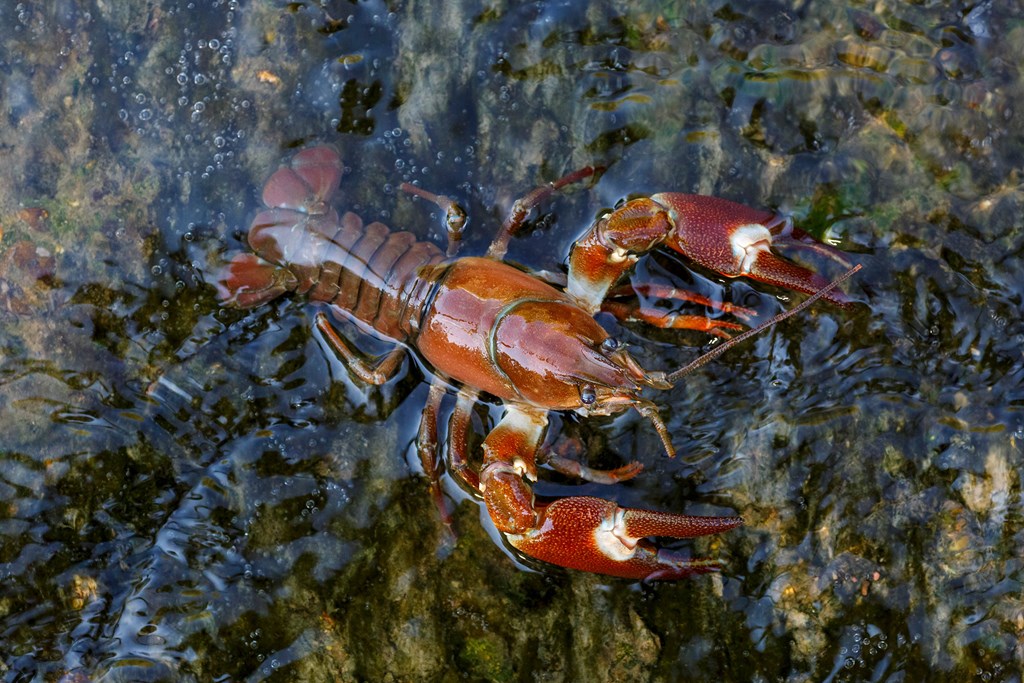 Signal Crayfish