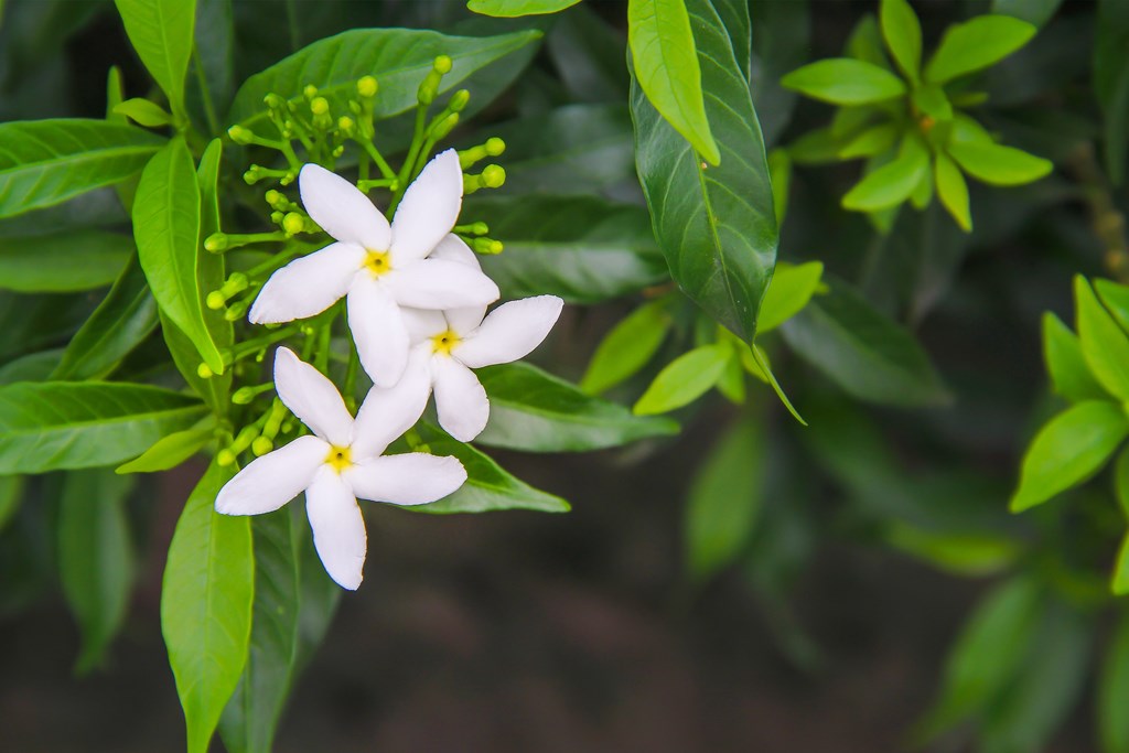 Jasmine