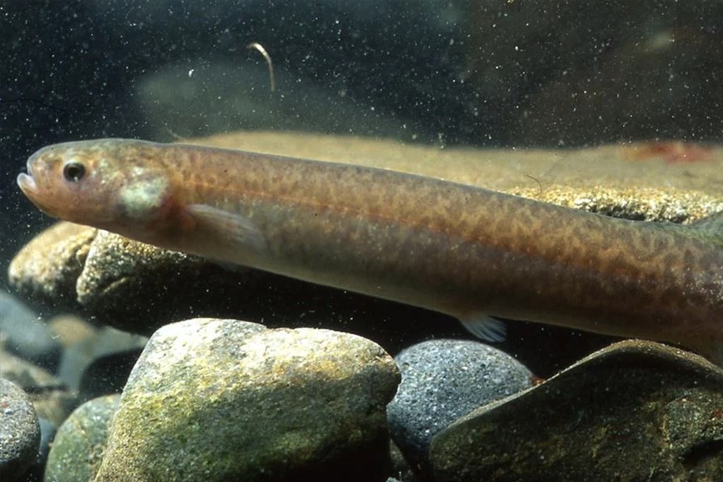 Canterbury Mudfish