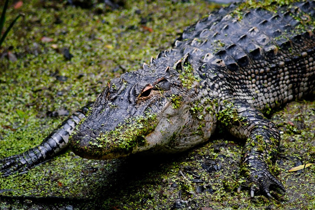 Alligator