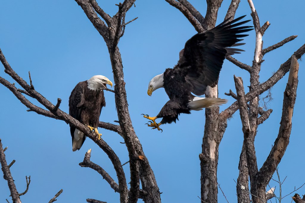 Bald Eagle