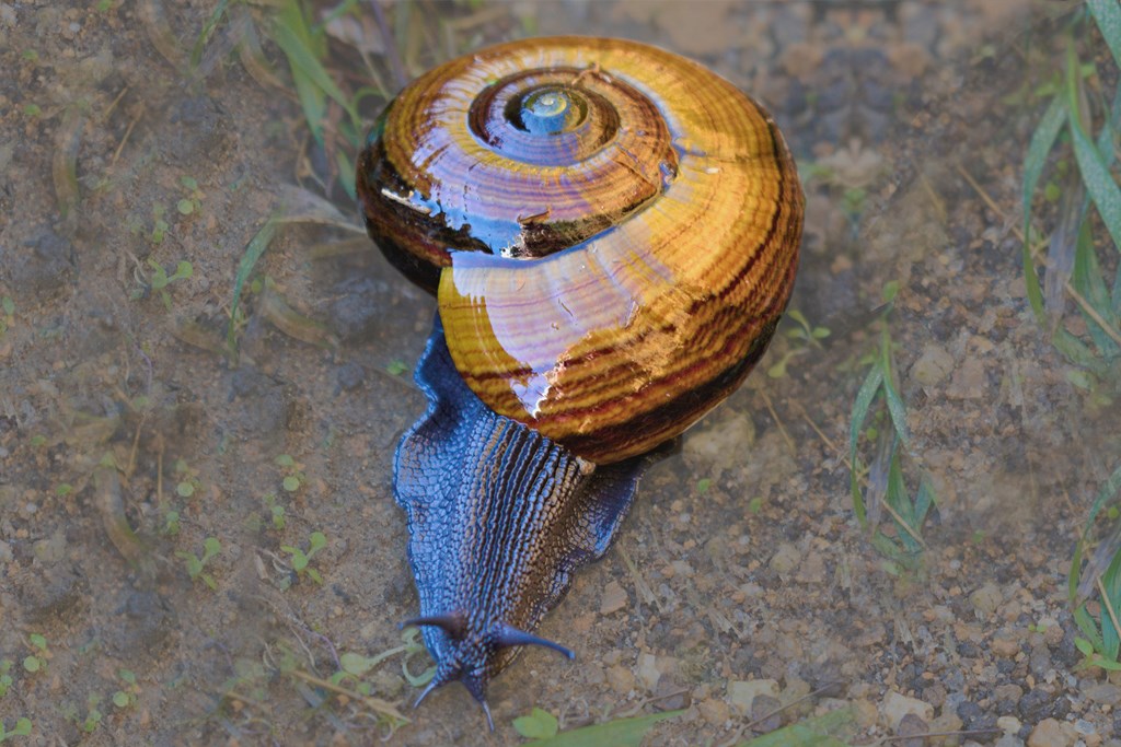 Kauri Snails