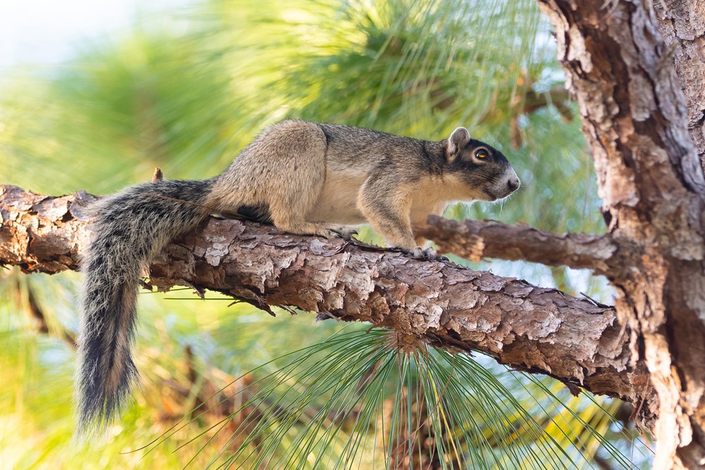 Fox Squirrel