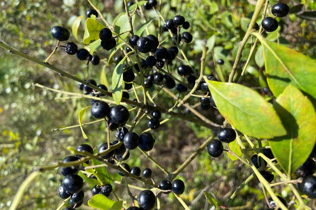Gallberries