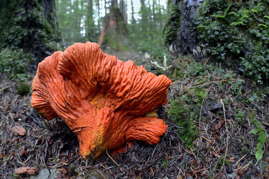 Lobster Mushroom