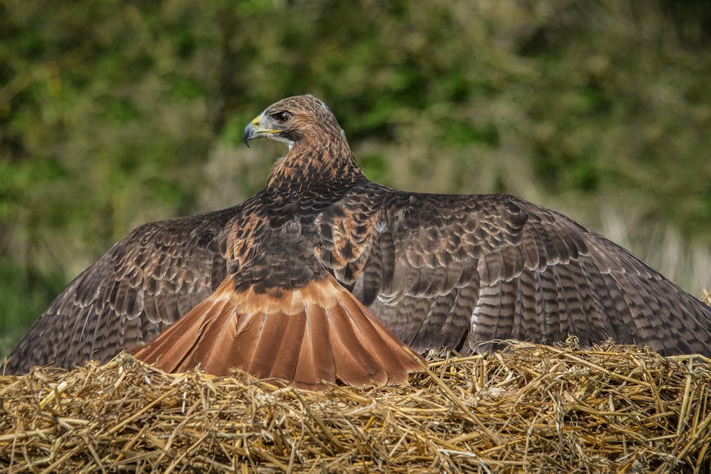 Red Tailed Hawk