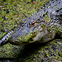 Alligator Thumbnail