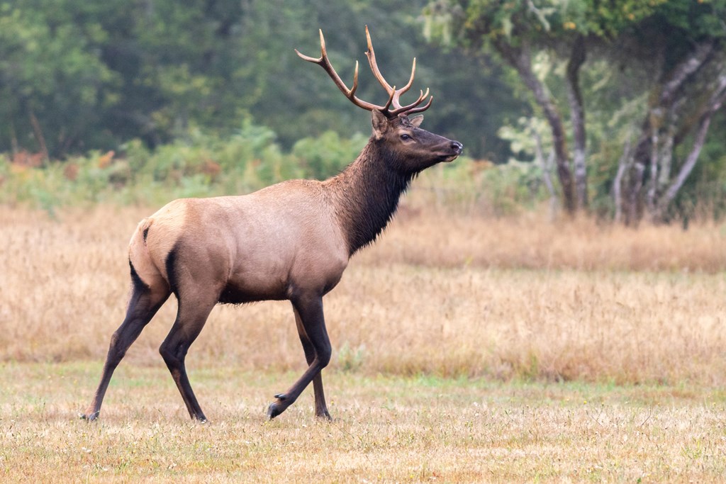 Elk