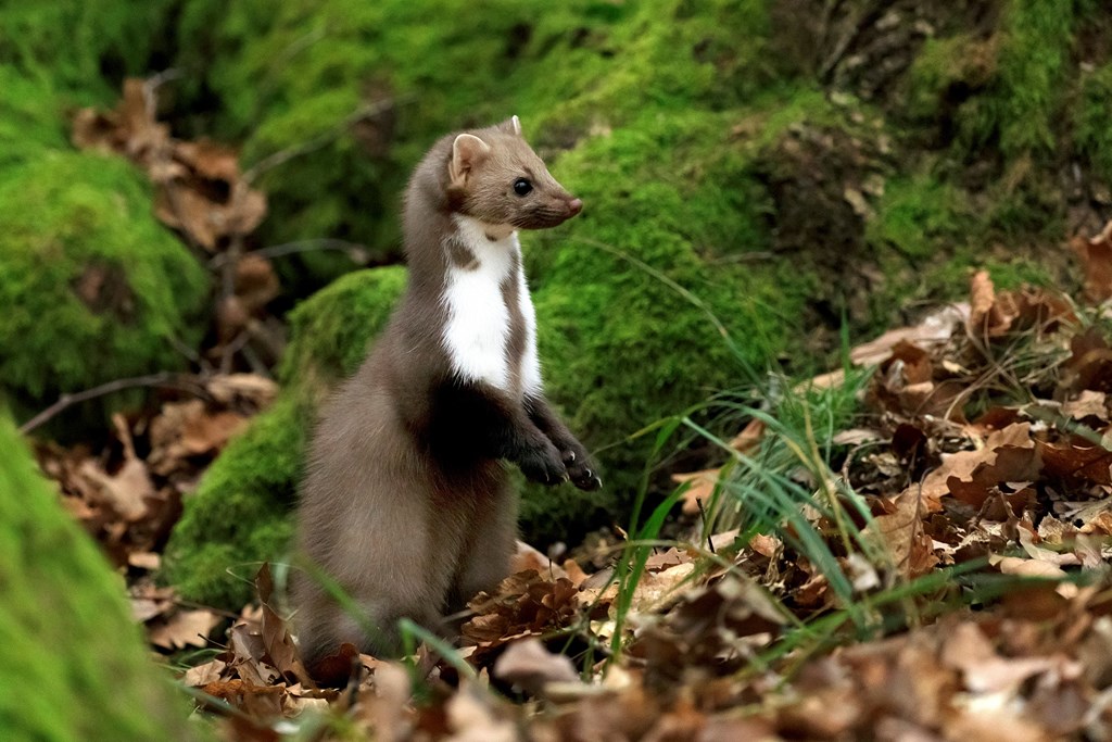 Marten