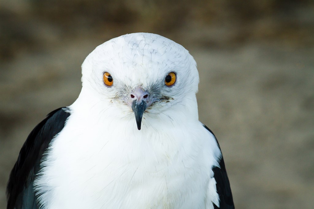 Swallow Tailed Kite