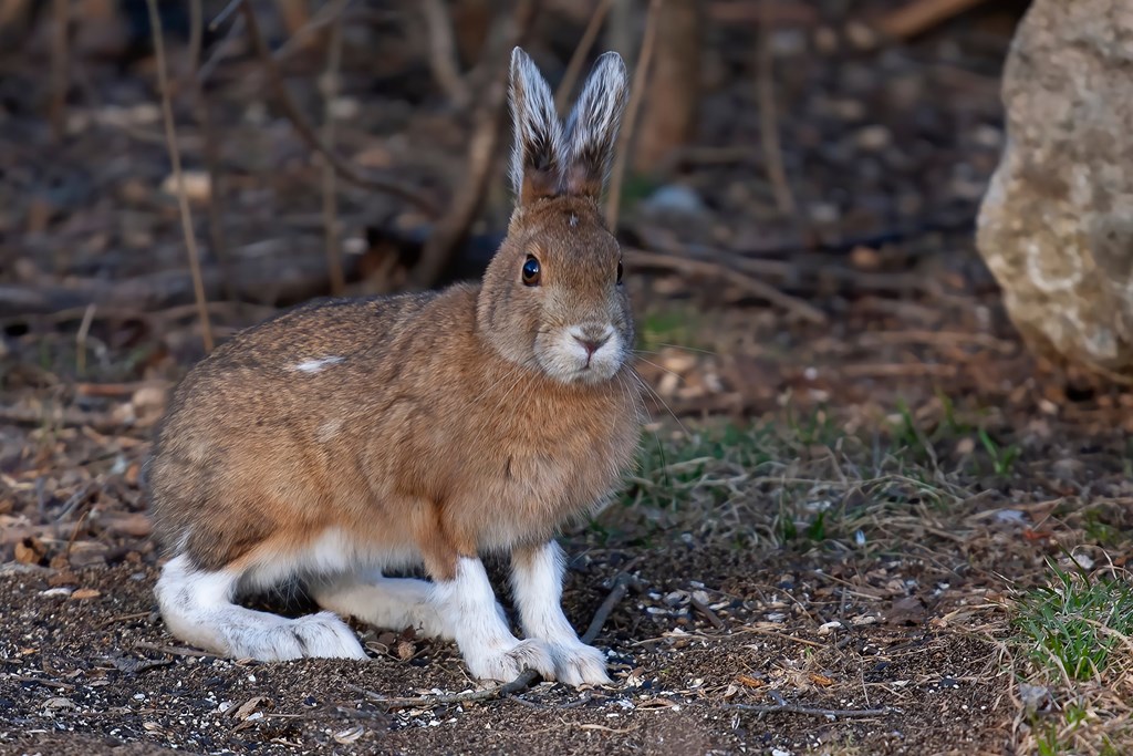 Snowshoe Hare