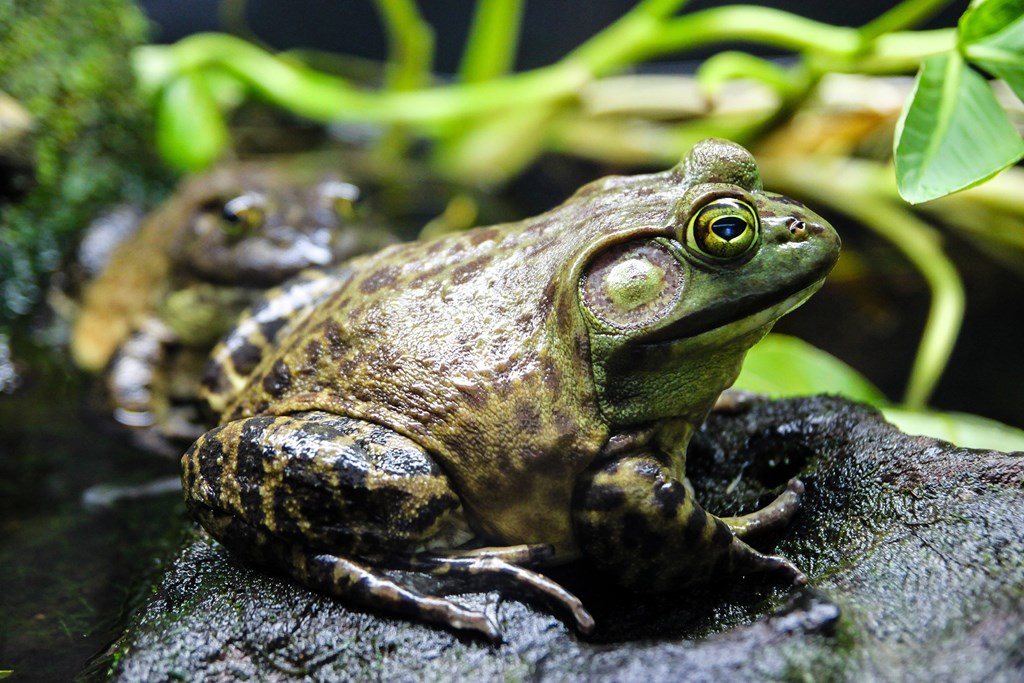Bullfrog