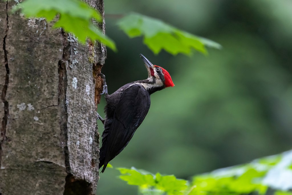 Woodpecker