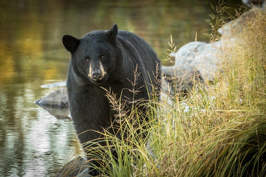 Black Bear