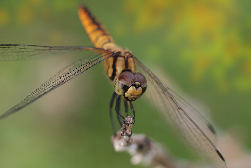 Dragonfly