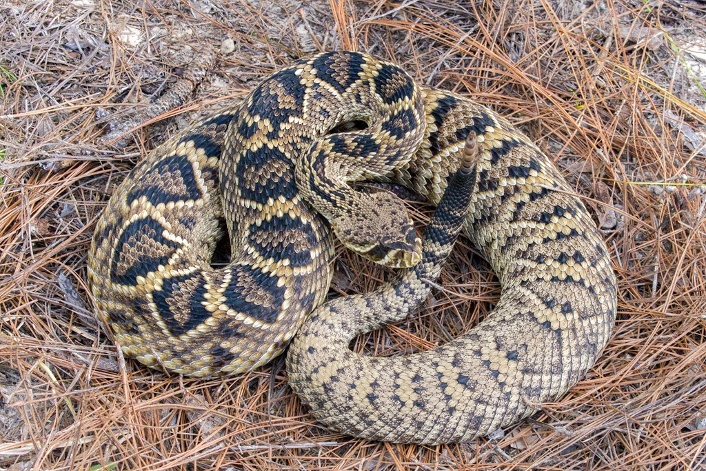 Rattlesnake