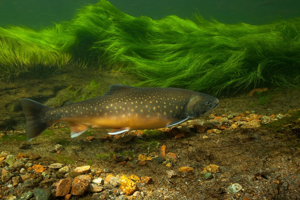 Salmon