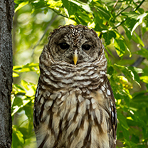 Northern Spotted Owl Thumbnail