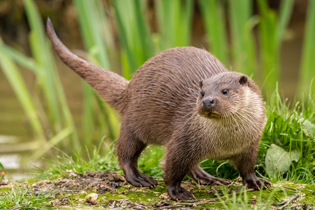 Beaver
