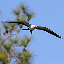 Swallow Tailed Kite Thumbnail