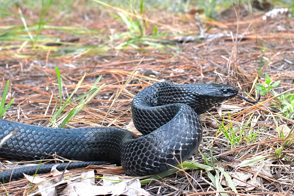 Eastern Indigo Snake