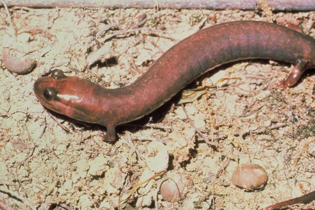 Red Hills Salamander