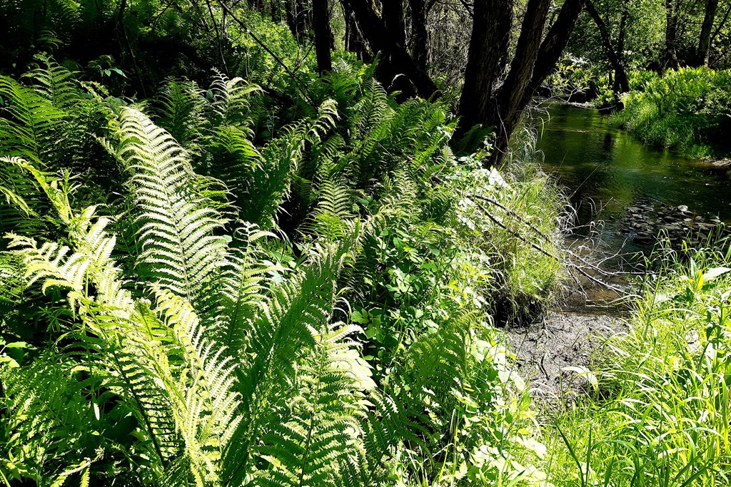 Sword Fern