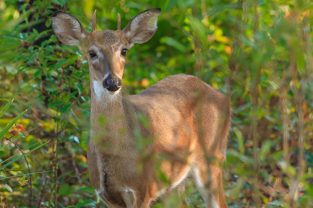 Deer