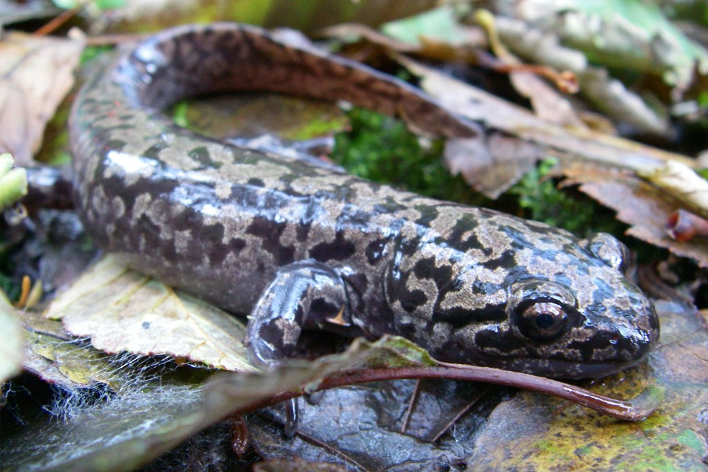 Pacific Giant Salamander