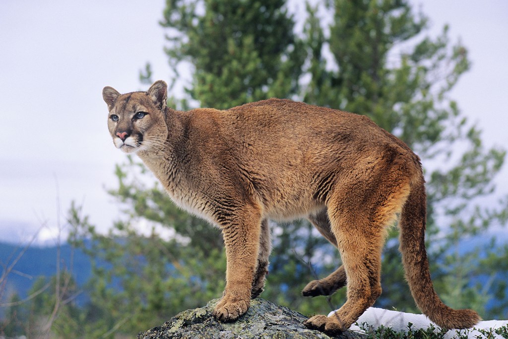 Mountain Lion